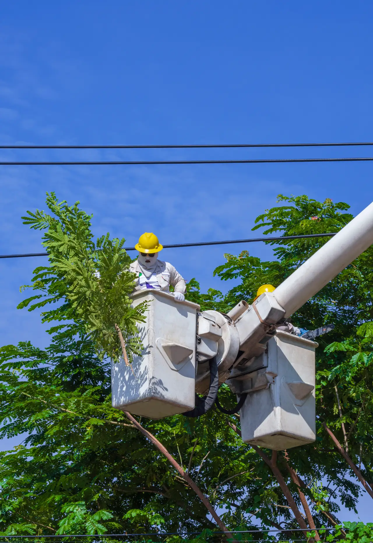 Bucket Truck Tree Service in Connecticut