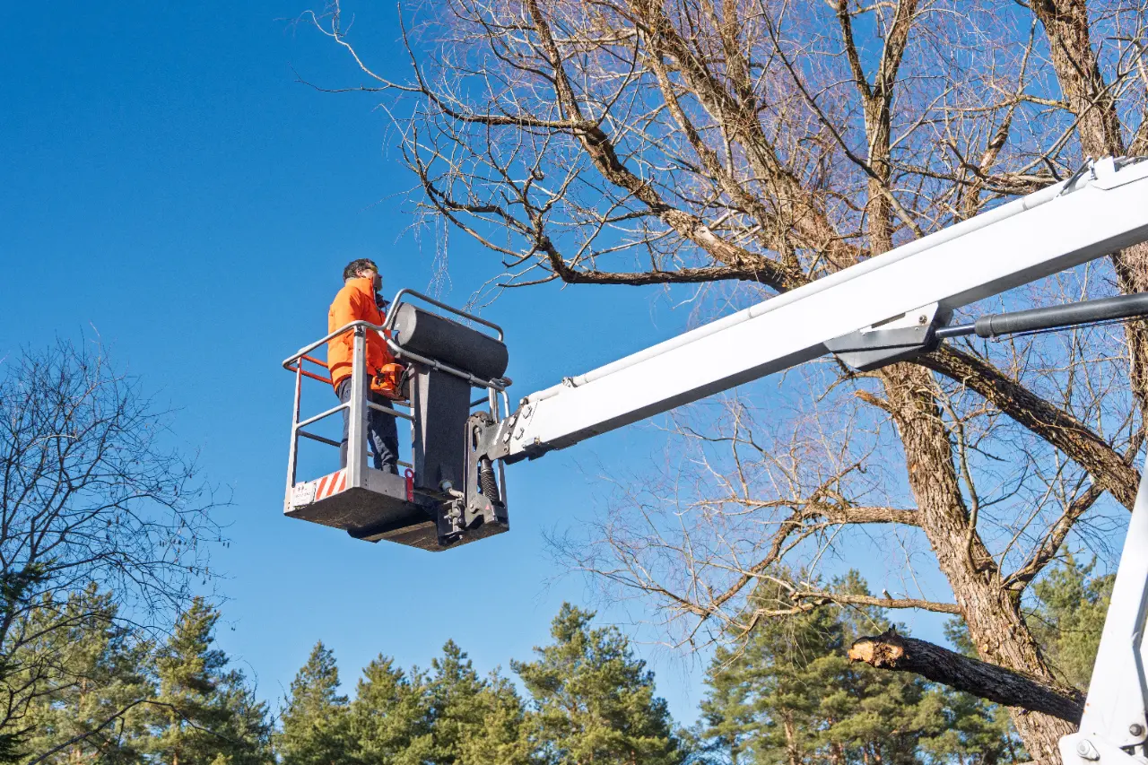 Bucket Truck Tree Service in Connecticut