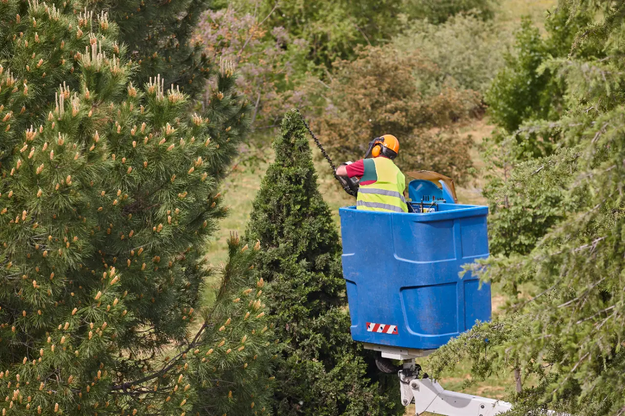 Bucket Truck Tree Service in Connecticut