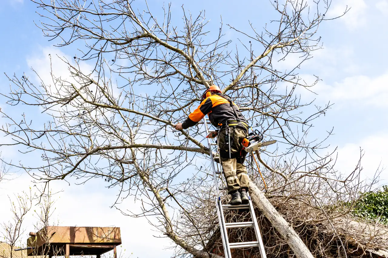 Crane Tree Service in Connecticut