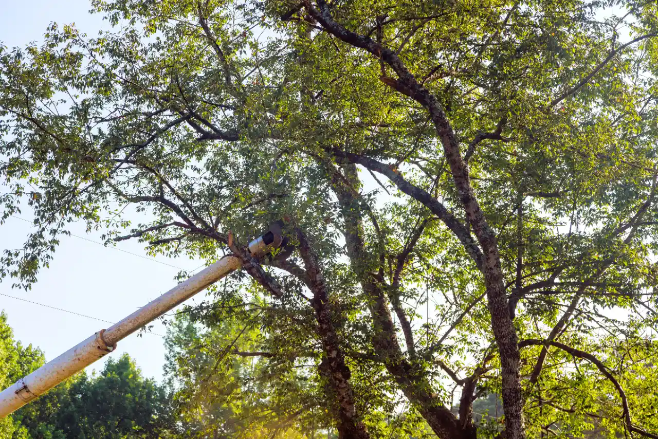 Crane Tree Service in Connecticut