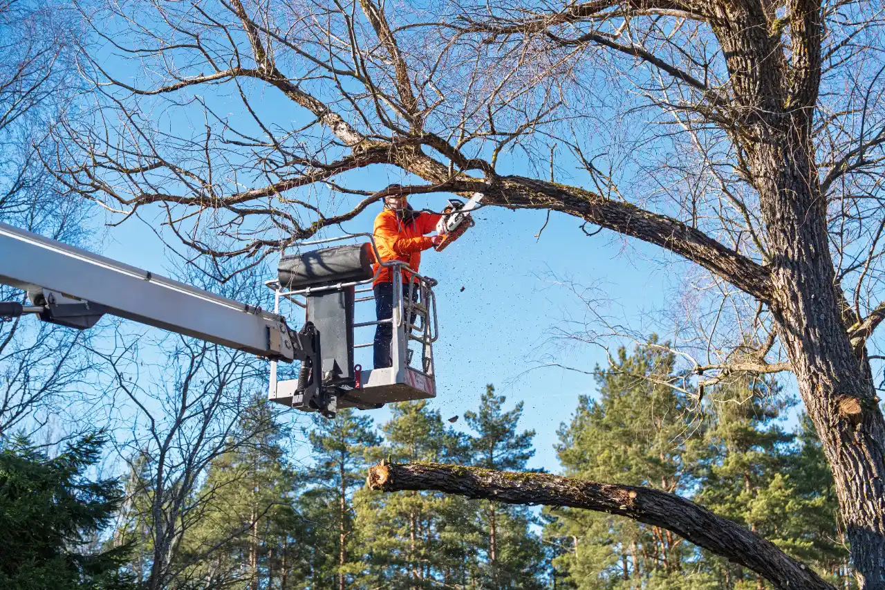 Crane Tree Service in Connecticut