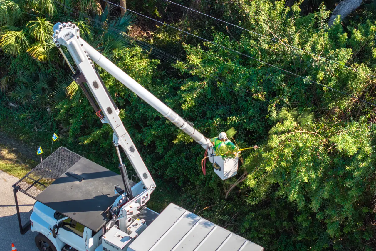 Crane Tree Service in Connecticut
