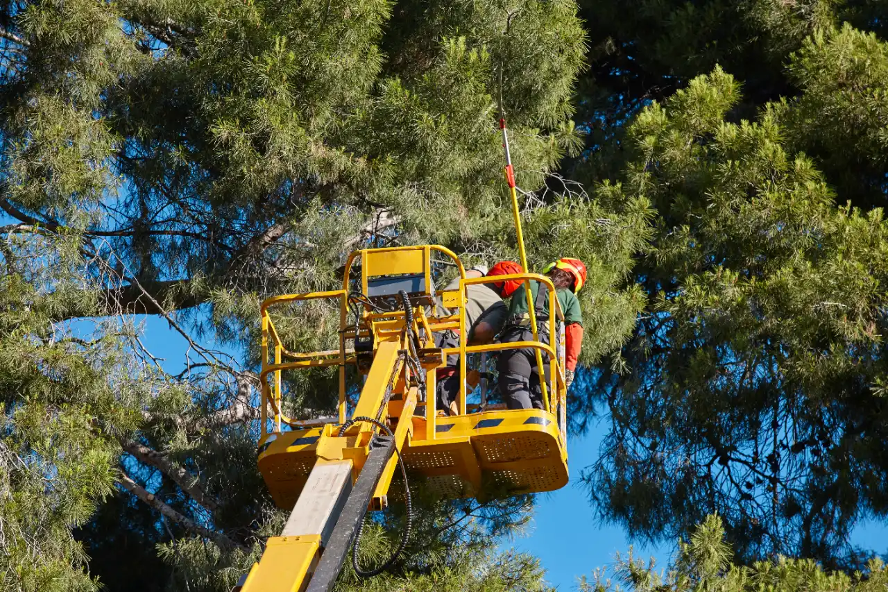 Crane Tree Service in Connecticut