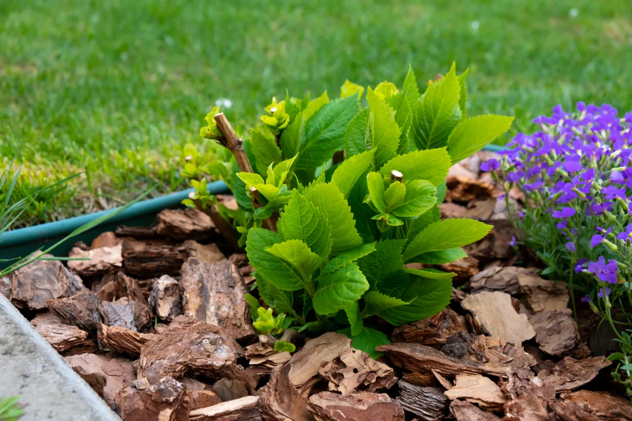 Mulching FARMINGTON CT