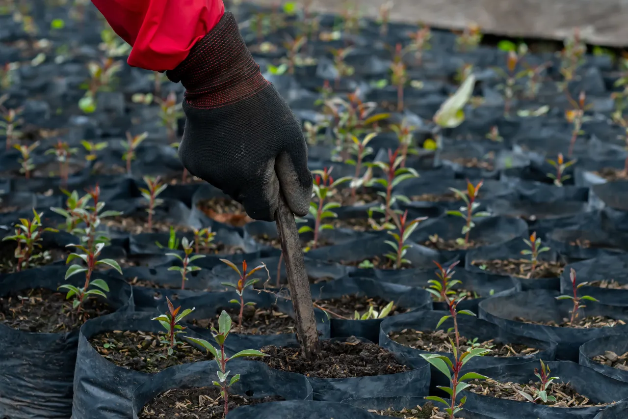 Planting and Transplanting Services in Connecticut