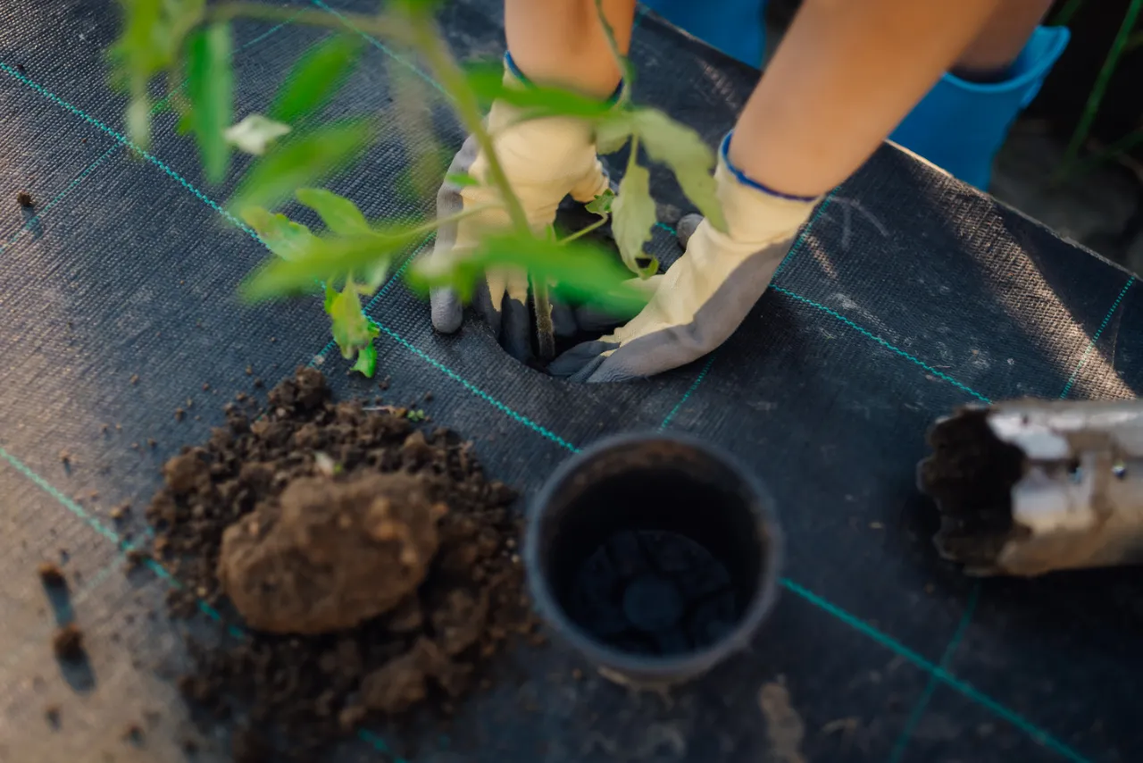 Planting and Transplanting Services in Connecticut