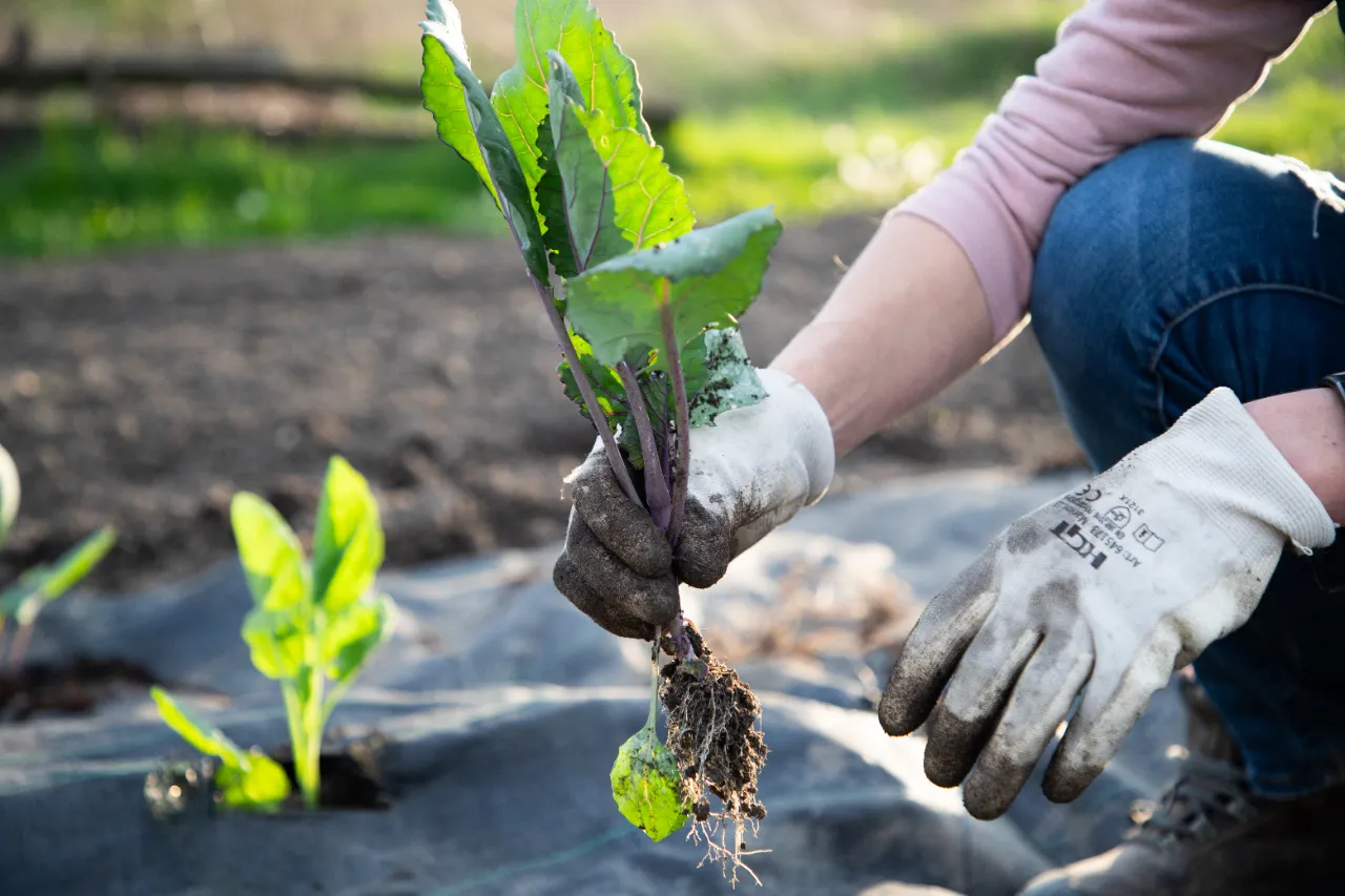 Planting and Transplanting Services in Connecticut