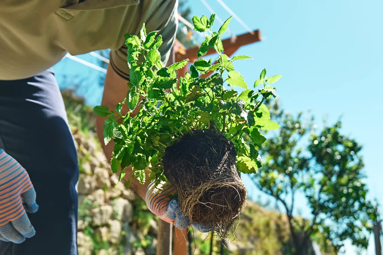 Planting and Transplanting Services in Connecticut