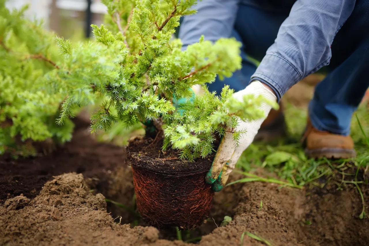 Planting and Transplanting Services in Connecticut