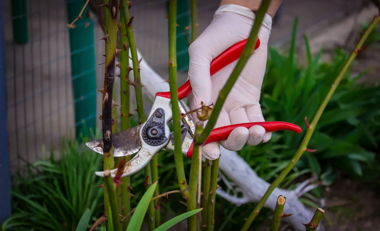 Tree Pruning and Trimming Services in Connecticut