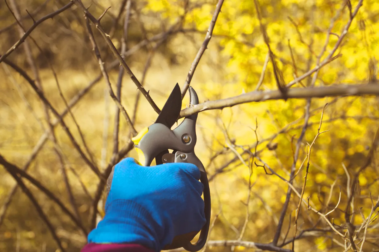 Tree Pruning and Trimming Services in Connecticut