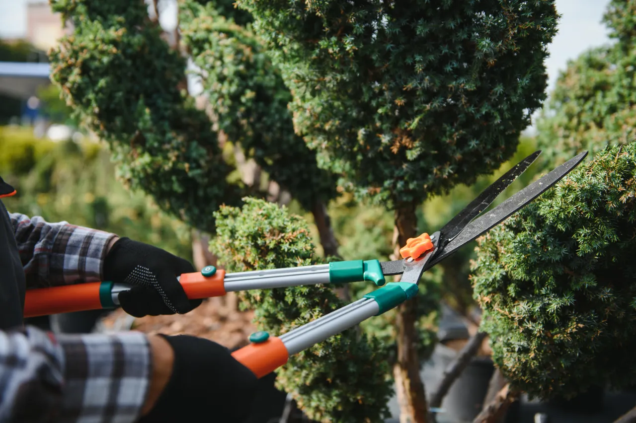 Tree Pruning and Trimming Services in Connecticut