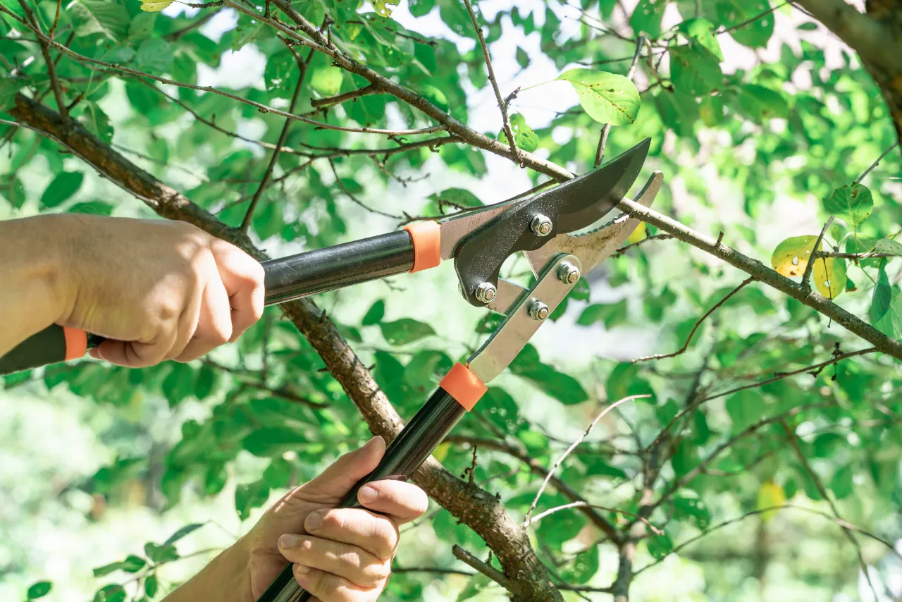 Tree Pruning and Trimming Services in Connecticut