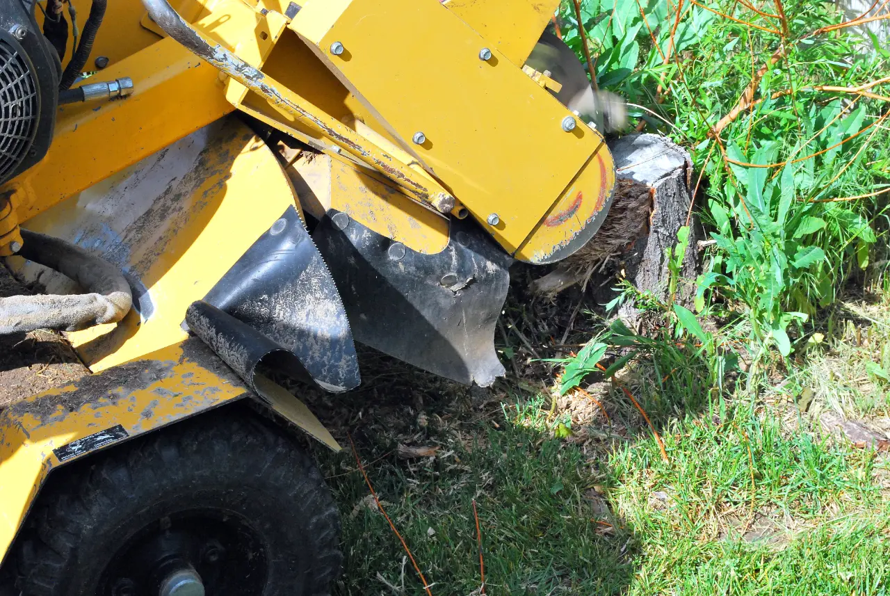 Stump Grinding Services in Connecticut