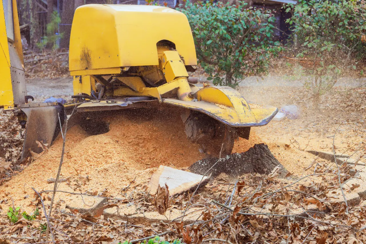 Stump Grinding Services in Connecticut