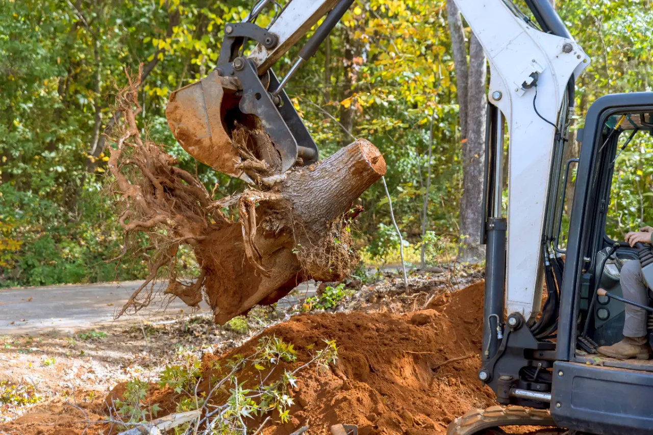 Stump Grinding Services in Connecticut