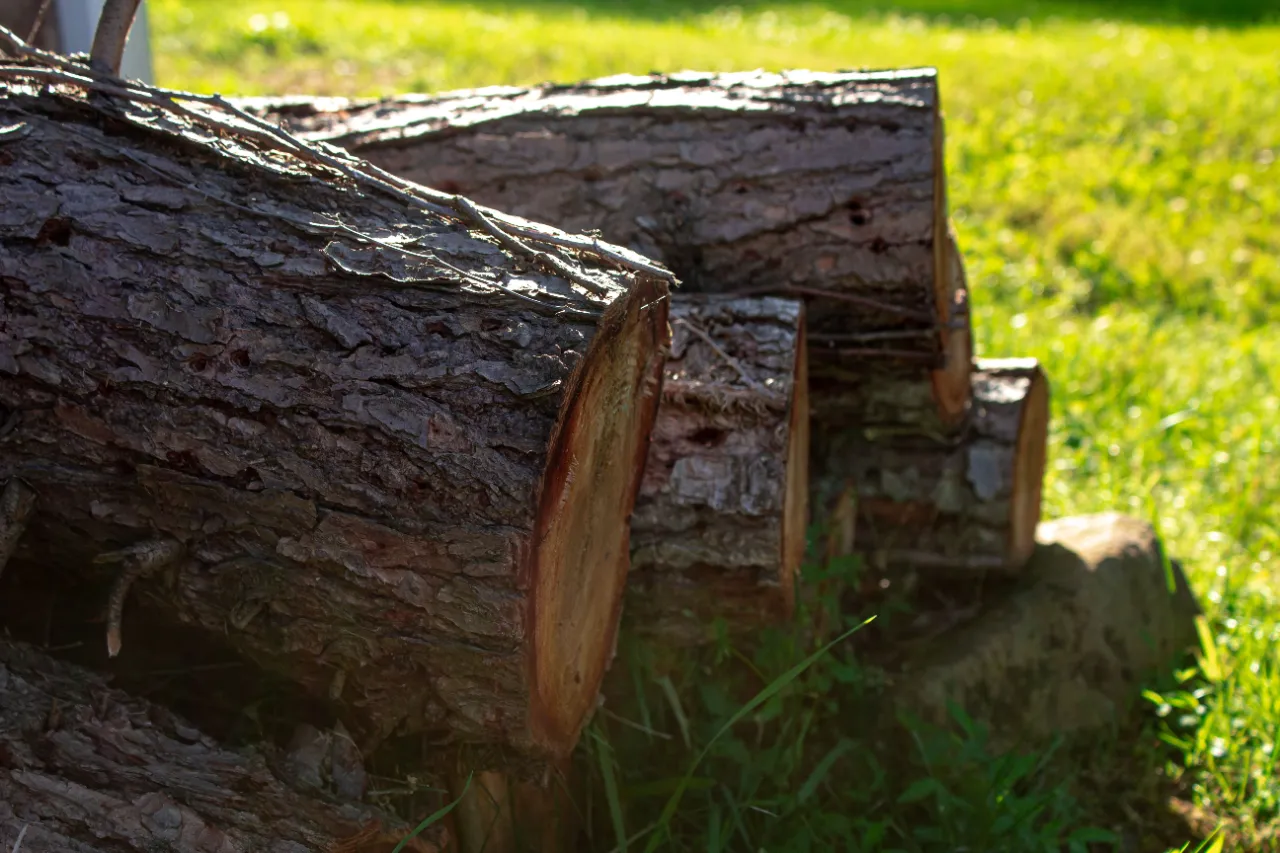 Stump Grinding Services in Connecticut