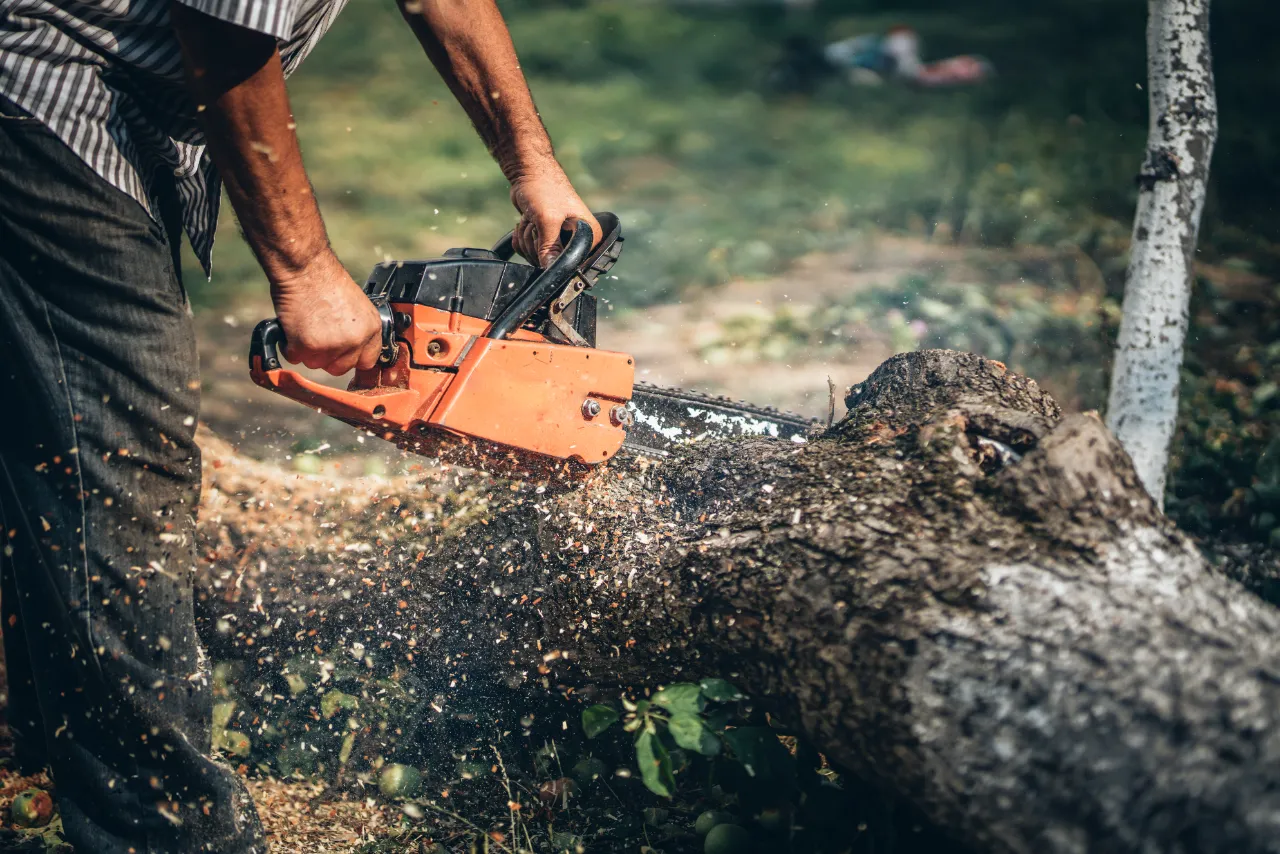 Tree Removal DARIEN CT