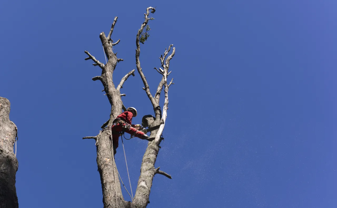 Tree Removal DARIEN CT